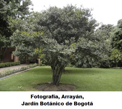 ARBOL DE LA LIBERTAD.jpg